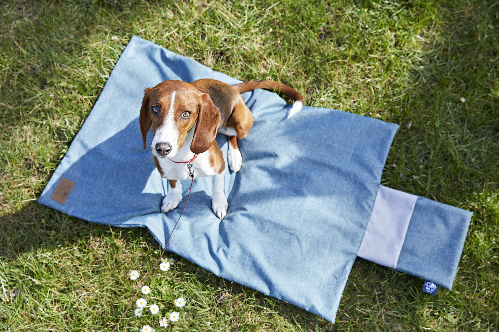 Hund im Sommer auf Hundedecke | NIKKY MAIER photo - 04