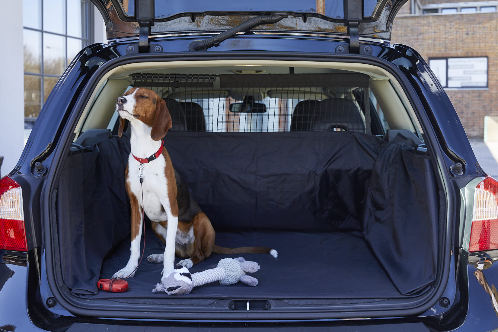 Hund sitzt im Kofferraum und genießt den schönen Tag | NIKKY MAIER photo - 06